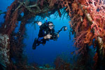 Diver on Satil wreck