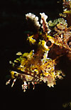 Scorpionfish