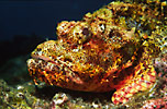 Scorpionfish