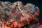 Scorpionfish