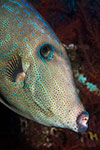 Scrawled Filefish 