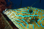 Scrawled Filefish 