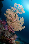 Sea Fan