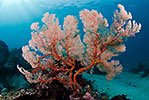 Sea Fan