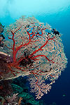 Sea Fan