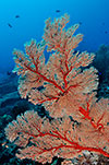 Sea Fan