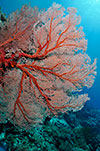 Sea Fan