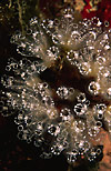 Sea squirts Diazona