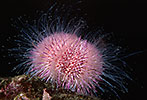 Edible Sea Urchin