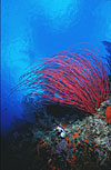 Indonesian Coral Reef