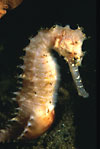 Thorny Seahorse