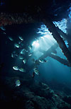 Sergeants under jetty 