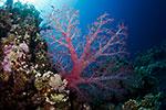 Soft Coral