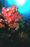 Indonesian Coral Reef