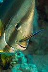 Spadefish (Batfish) with cleaner