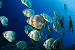 Spadefish (Batfish) shoal