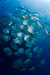 Spadefish (Batfish) shoal