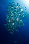 Spadefish (Batfish) school