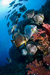 Spadefish (Batfish) school