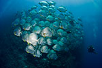 Spadefish (Batfish) school