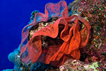 Spanish Dancer eggs