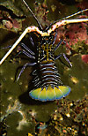 Spiny Lobster