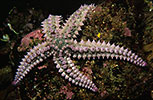 Spiny Starfish