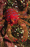 Spiny Squat Lobster