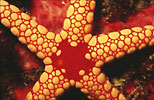 Starfish Fromia 