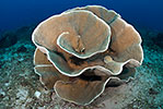 Stony Coral