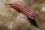 Striped Triplefin