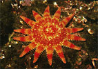 Sunstar