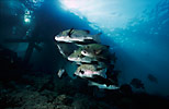 Sweetlips under jetty