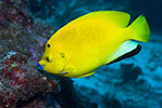 Three-spot Angelfish