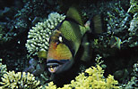 Titan Triggerfish