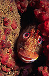 Tompot Blenny