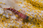 Triplefin