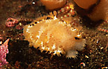 Tritonia Nudibranch