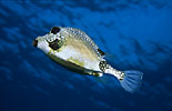 Smooth Trunkfish