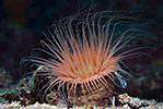 Tube Anemone