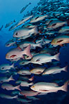 Twinspot Snapper school