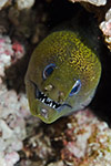 Undulated Moray