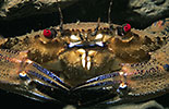 Velvet Swimming Crab