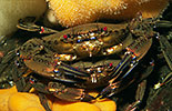Velvet swimming crab pair