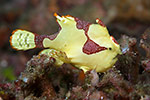 Warty Frogfish (juvenile)