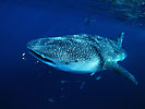 Whale Shark