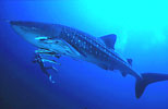 Whale Shark