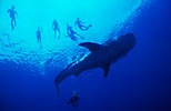 Whale Shark