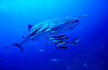 Whale Shark