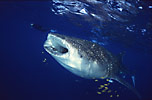 Whale Shark